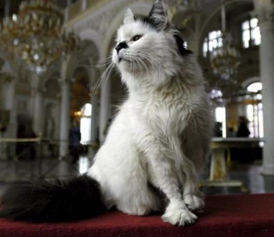 мачке у ермитажу