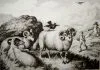 Како су наши стари предвиђали време – Вране НАЈАВЉУЈУ КИШУ, а несташне овце лепо време најава времена