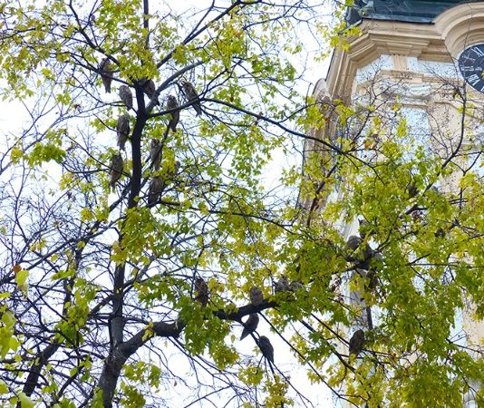 Кикинда – СВЕТСКА ПРЕСТОНИЦА СОВА УШАРА доспела и НА БИ- БИ- СИ кикинда сова