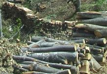 Црквени одбор ОПТУЖИО владику Пахомија за сечу шума, после тога СВИ СМЕЊЕНИ црквени одбор