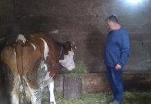 СТОКА МУ ЈЕ ДАНИМА ГЛАДОВАЛА због извршитеља, а сада је прича добила НЕОЧЕКИВАНИ ОБРТ! драма са извршитељима