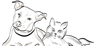 дуи