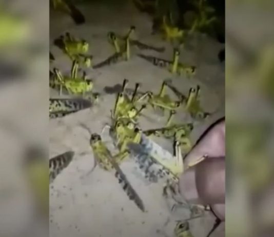 најезда скакаваца