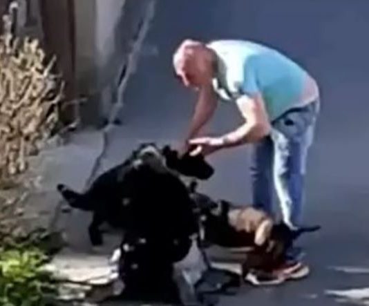 напад на жену и пса