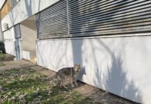 (ФОТО) ПАНИКА НА НОВОМ БЕОГРАДУ, ГРАЂАНИ СРЕЛИ ВУКА?! Примећена необична животиња која изгледа као ЗВЕР, стручњаци открили о чему је реч вук
