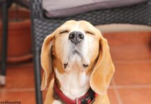 КРАЂА У КОМШИЛУКУ Мало се намучио, али је ово ипак однео кући – Призор је урнебесан (ВИДЕО) пас