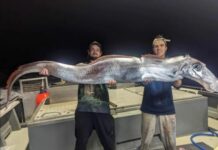 УПЕЦАЛИ РИБУ СУДЊЕГ ДАНА Пецароши поносни на улов, мештани преплашени до сржи: „То је врло лош, баш лош знак“ (ВИДЕО) риба весларица